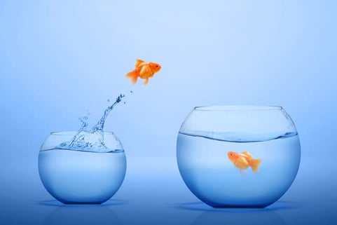 A goldfish representing skill transfer